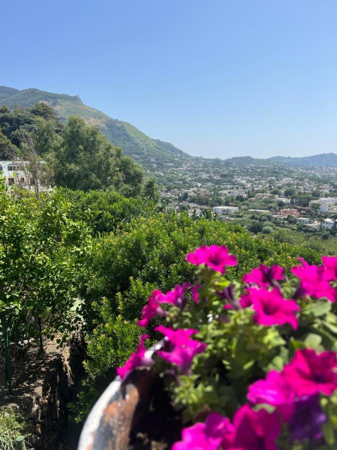 Blu Panorama Bed and Breakfast Forio di Ischia Εξωτερικό φωτογραφία